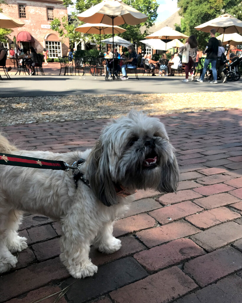 Smiling Gizmo, a shih tzu, in Colonial Williamsburg